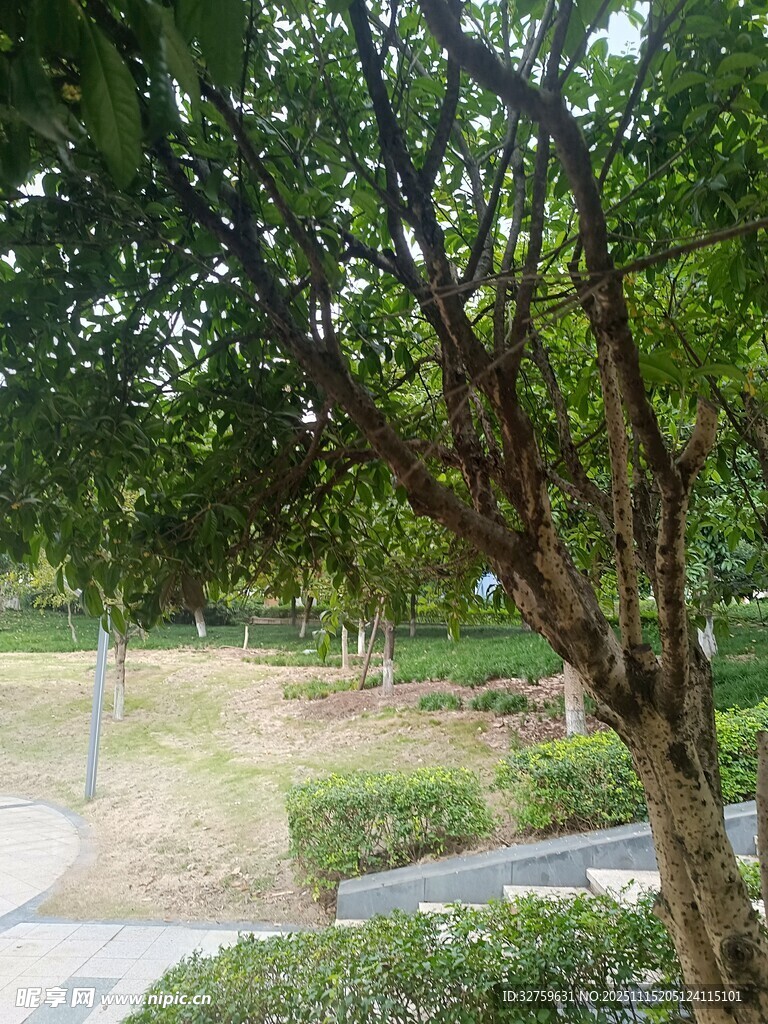 公园绿荫下的宁静景致