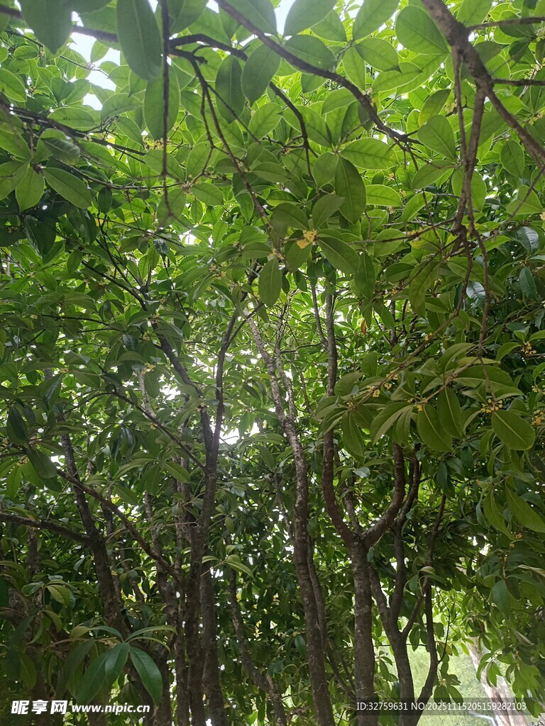 阳光洒落茂密树林间