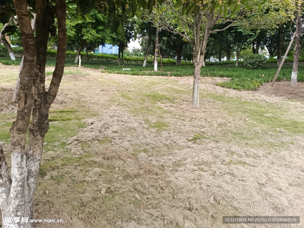 公园草地与树木景观