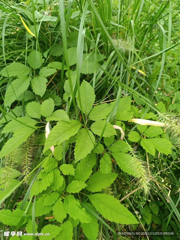 茂密绿野中的翠绿植物
