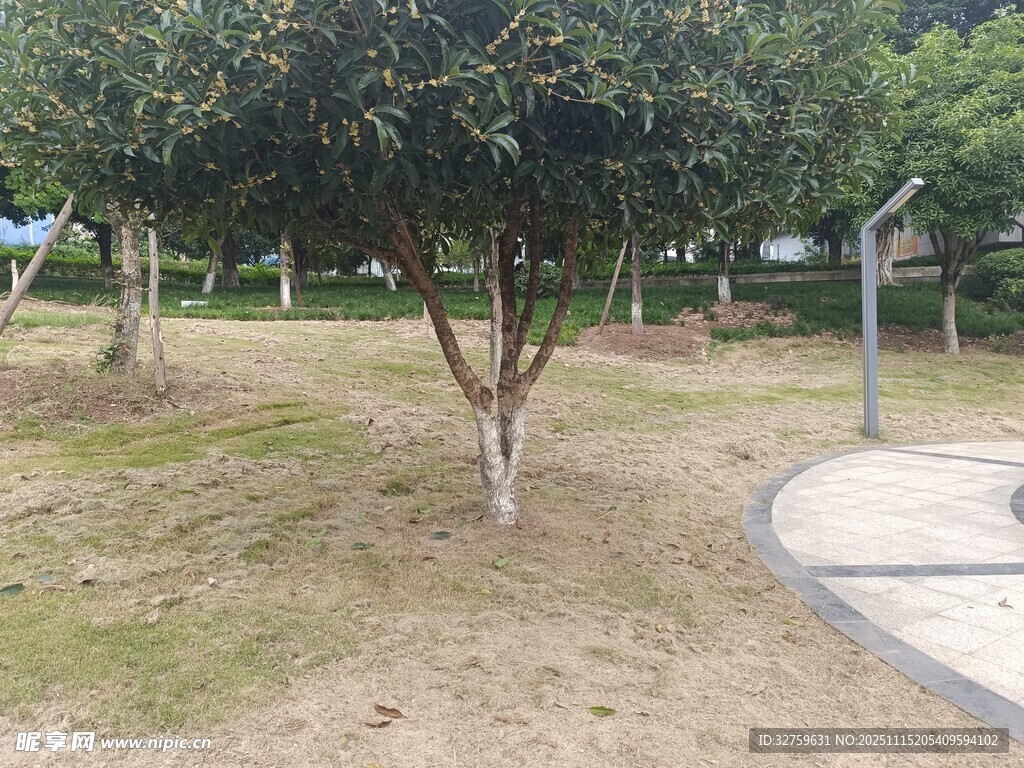 公园内的树木与草地景观