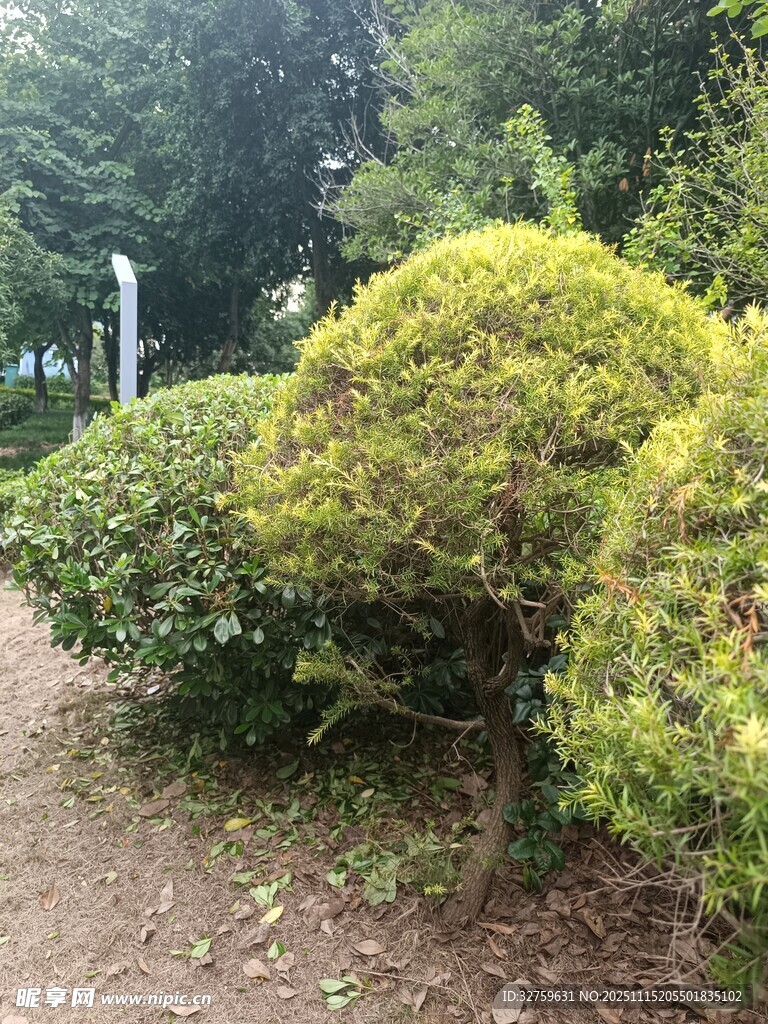 园林中的翠绿灌木景观