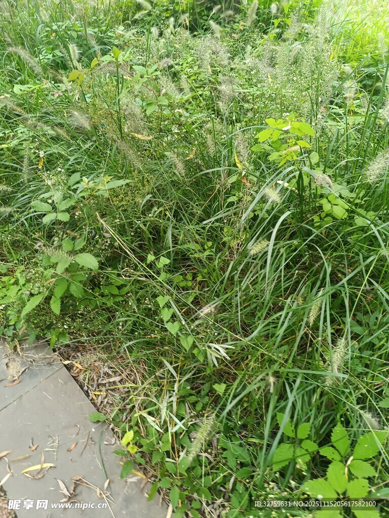 路边繁茂的绿色野草