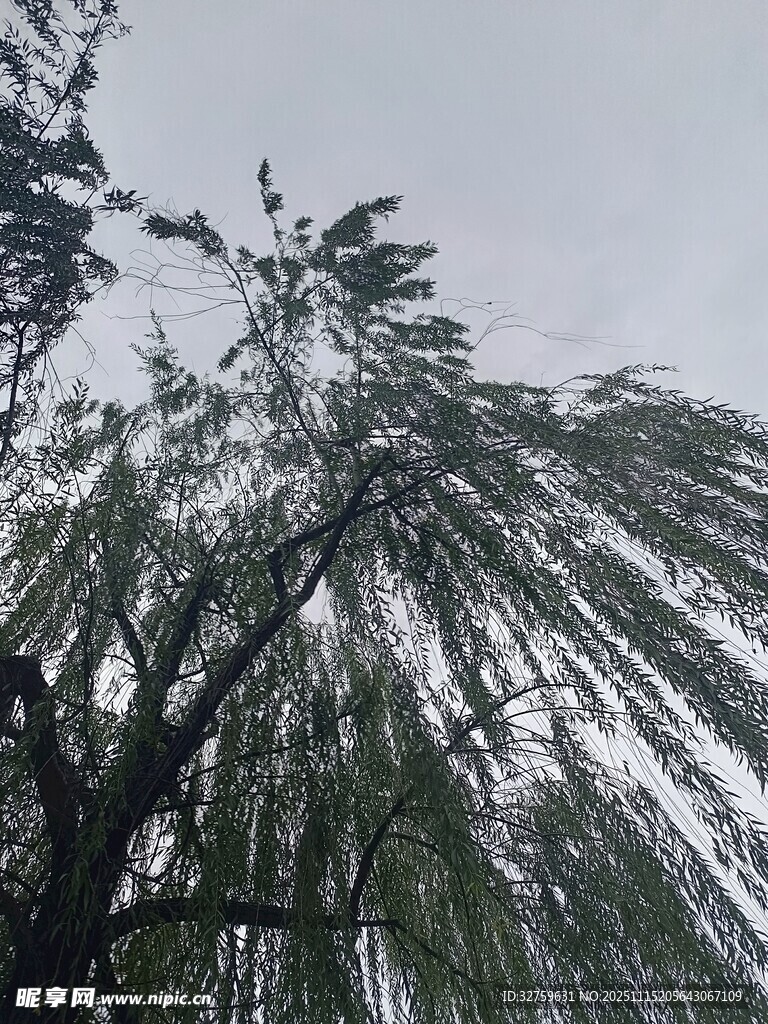 垂柳摇曳于灰白天空下