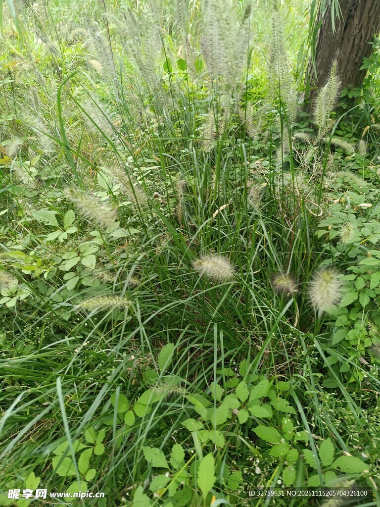 草丛中的白色绒毛植物