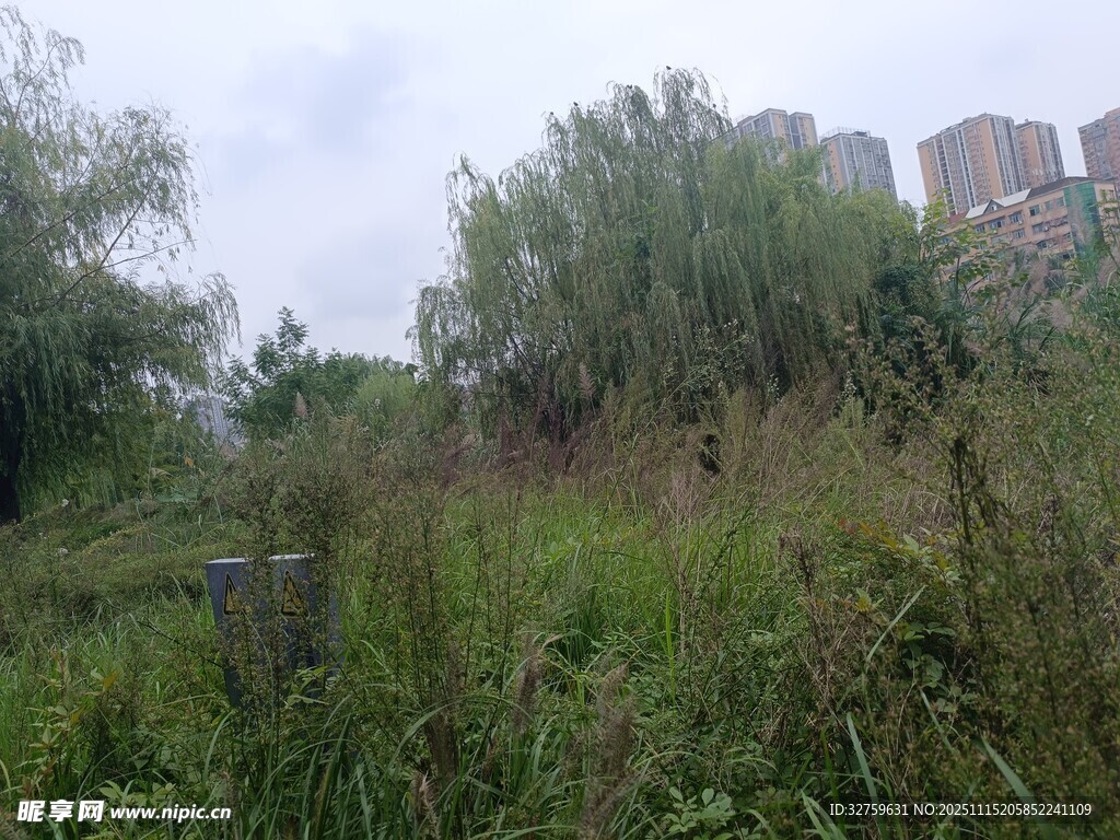 野外杂草丛生的自然景象