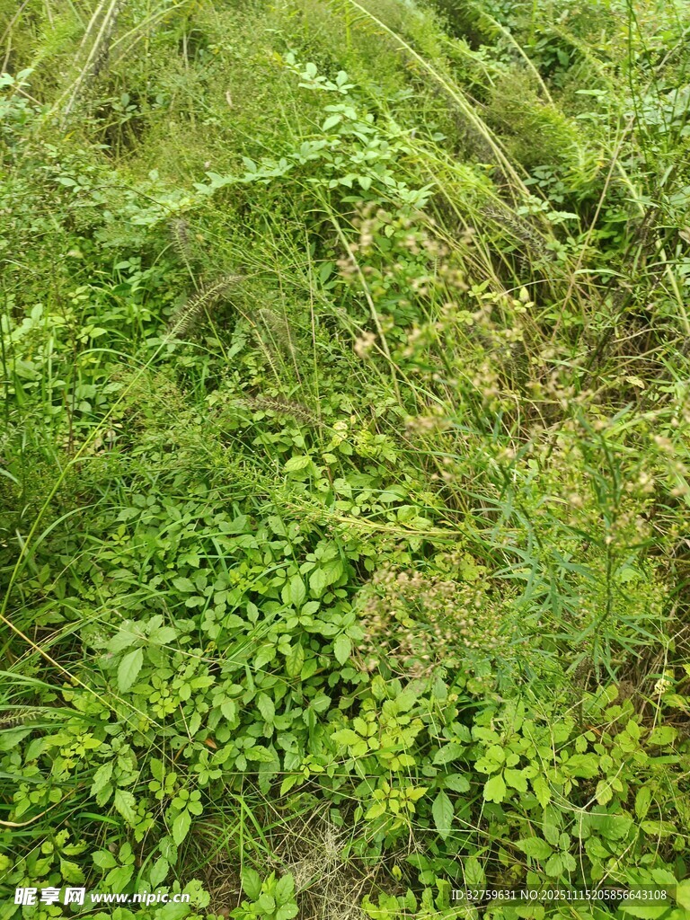 翠绿繁茂的植被景观