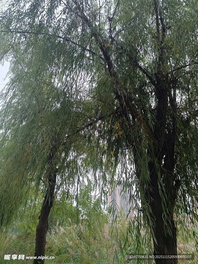 垂柳依依的自然景致