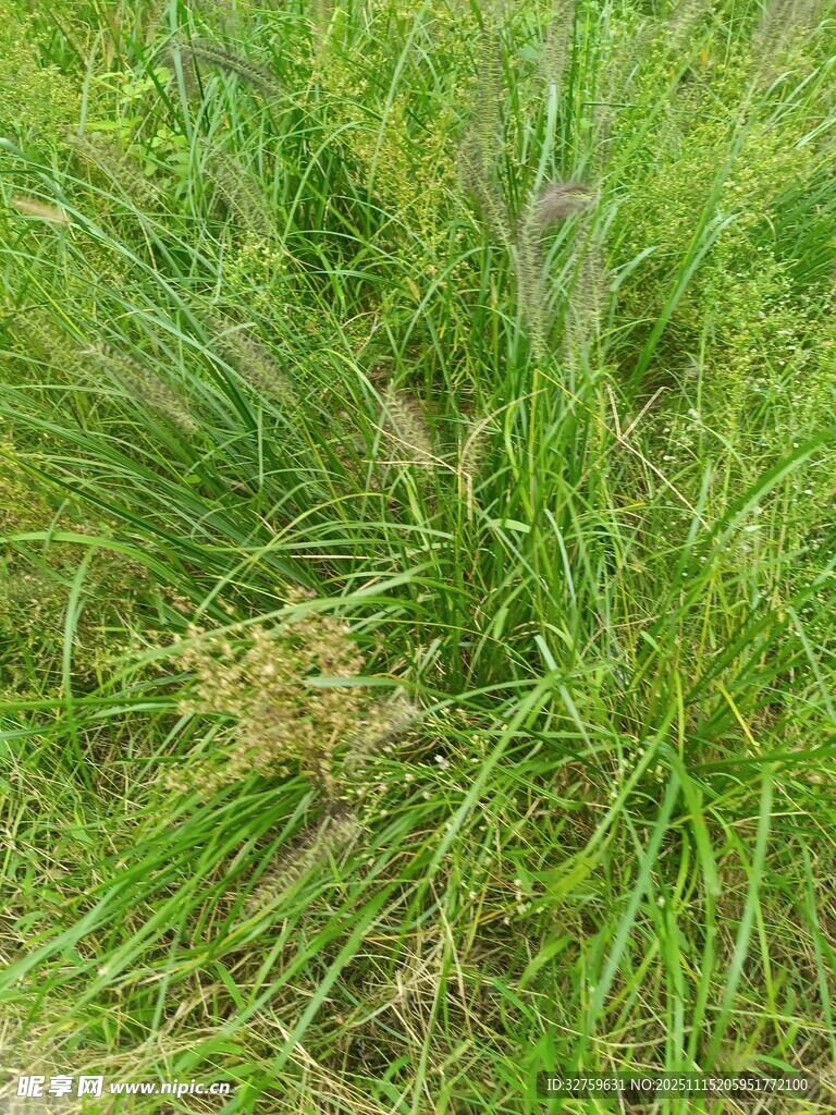 翠绿草丛中的生机景象