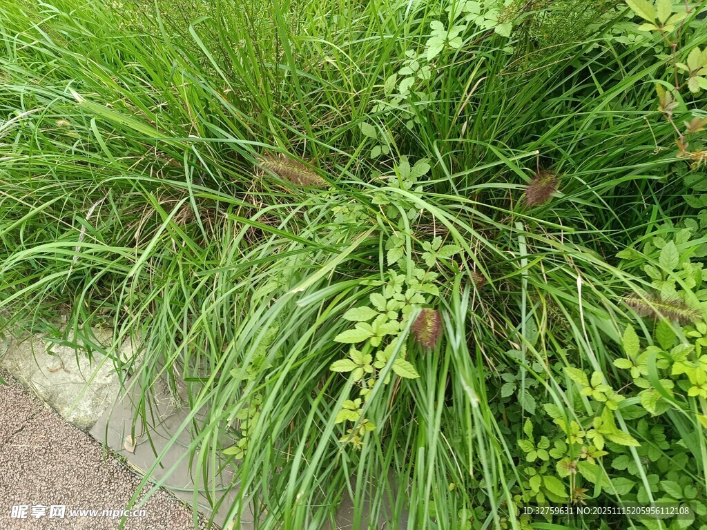 翠绿丛生的观赏草植物