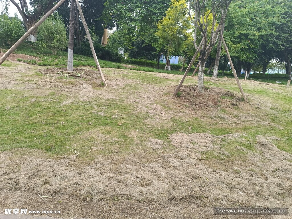 公园草地树木景观