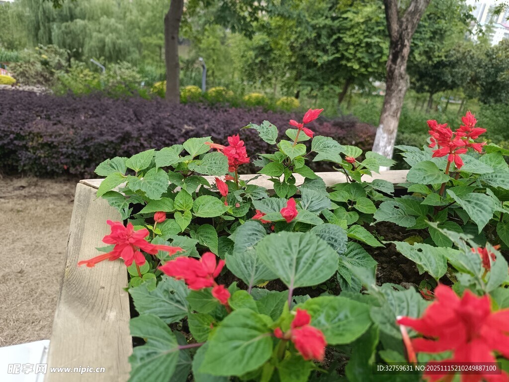 鲜艳红花绽放于绿叶间