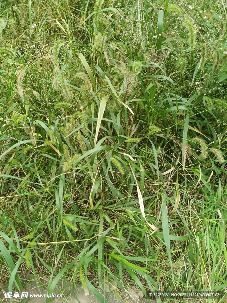 茂密草地绿意盎然