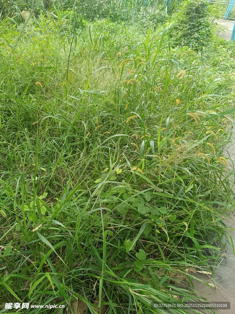 路边繁茂的绿色草丛