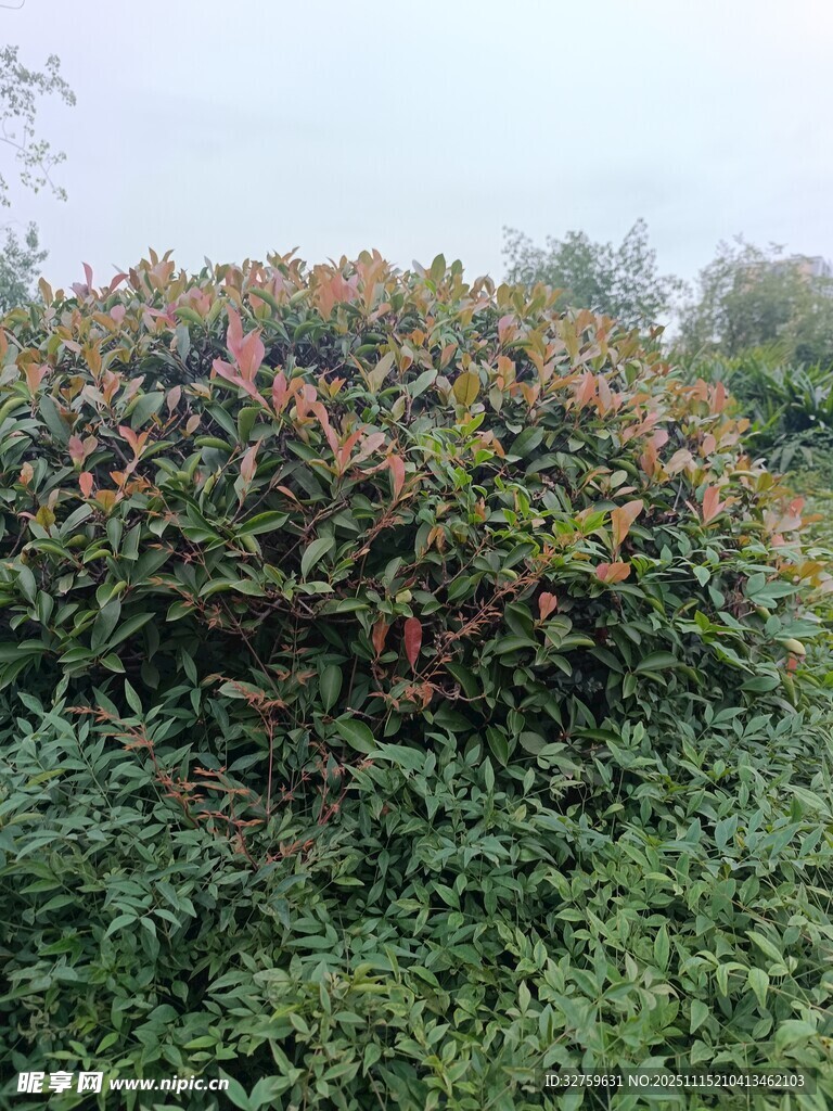 多彩灌木丛景观