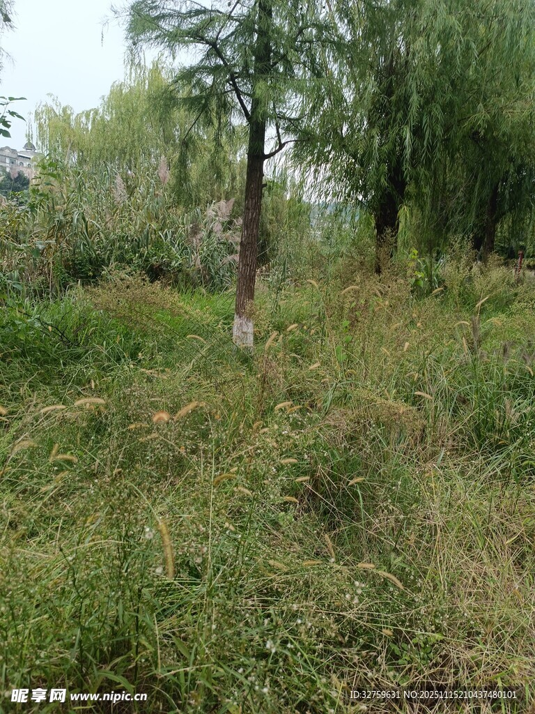 野外葱郁草地与树木景观