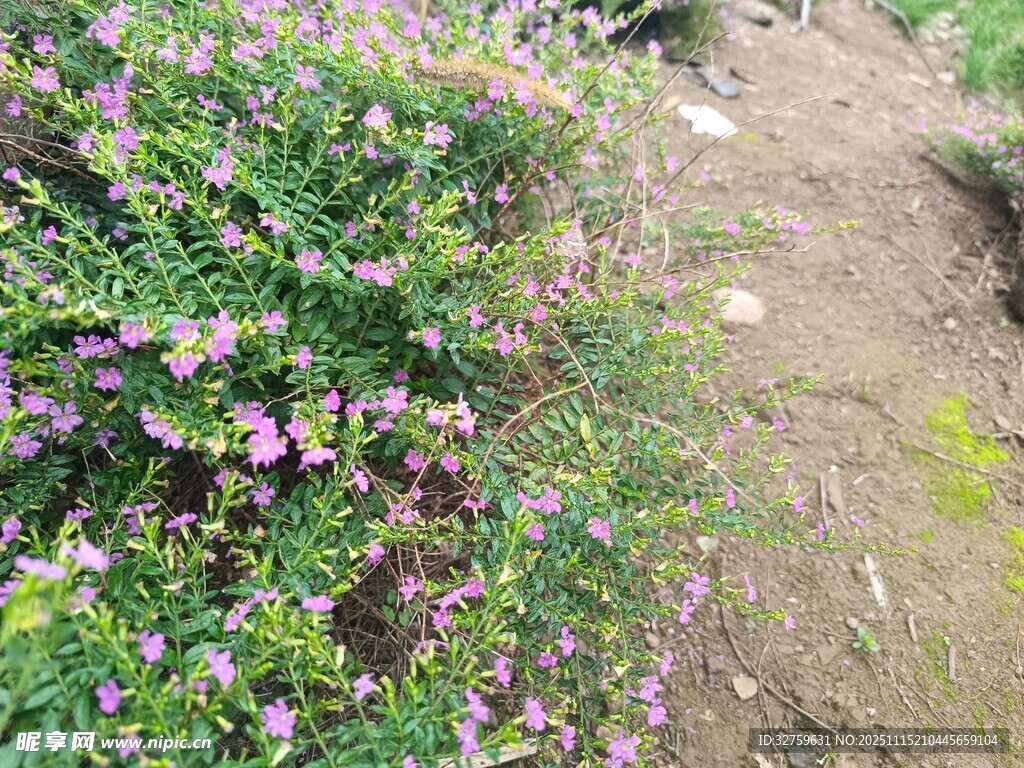 小径旁盛开的紫色小花