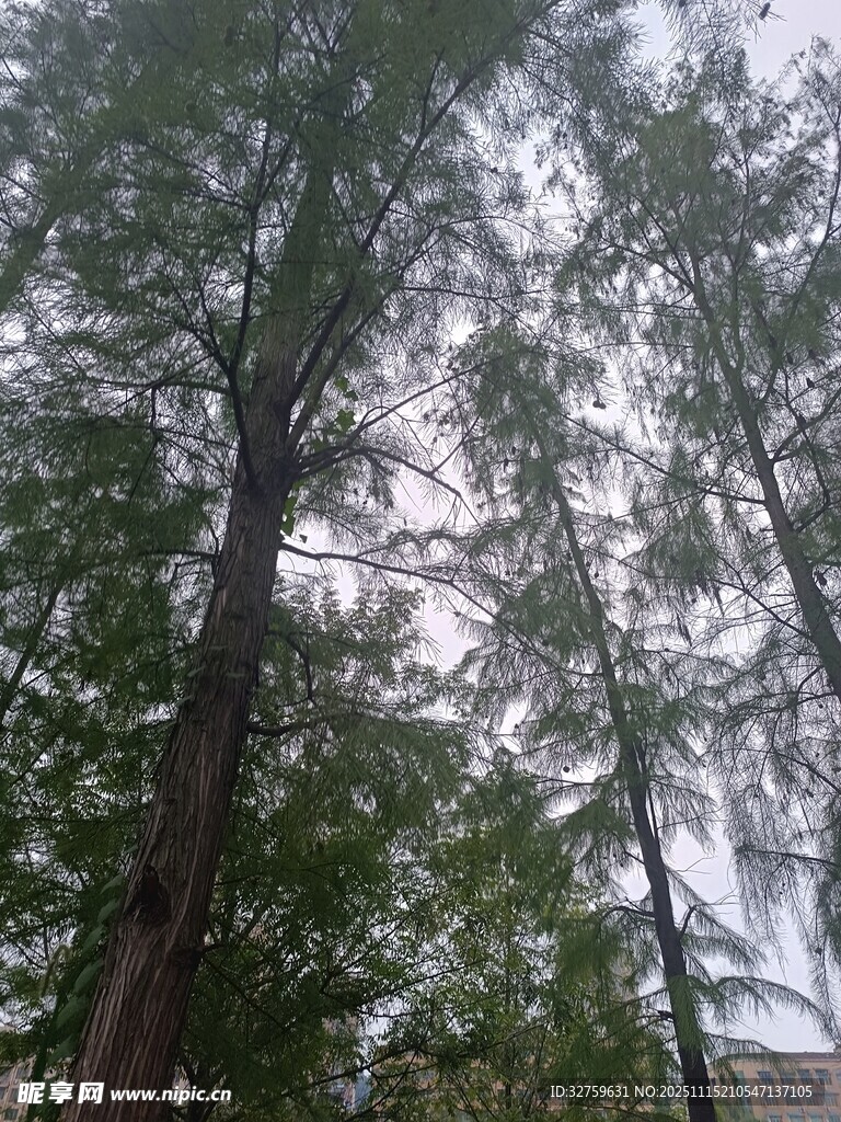 雨中挺拔的高大树林