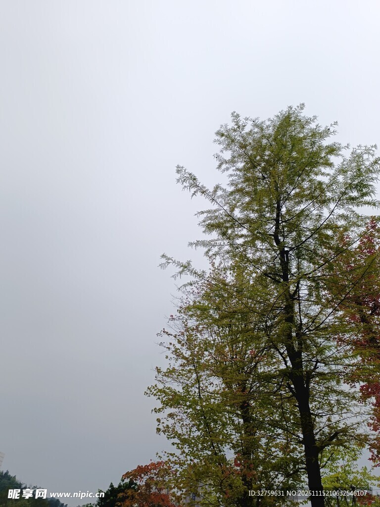 秋日山林中的挺拔树木