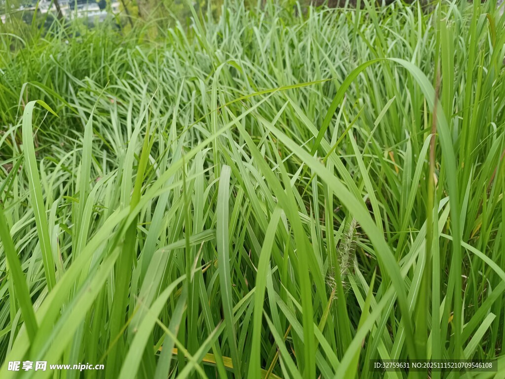茂盛的绿色草地