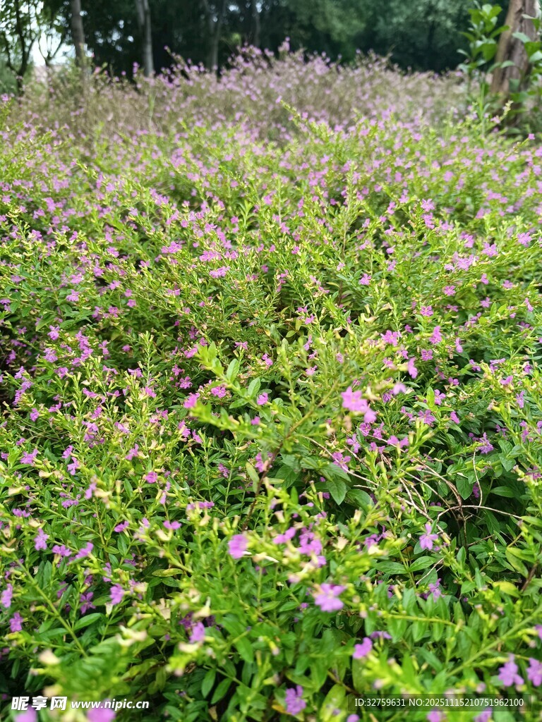 繁茂的紫色花卉植物景观