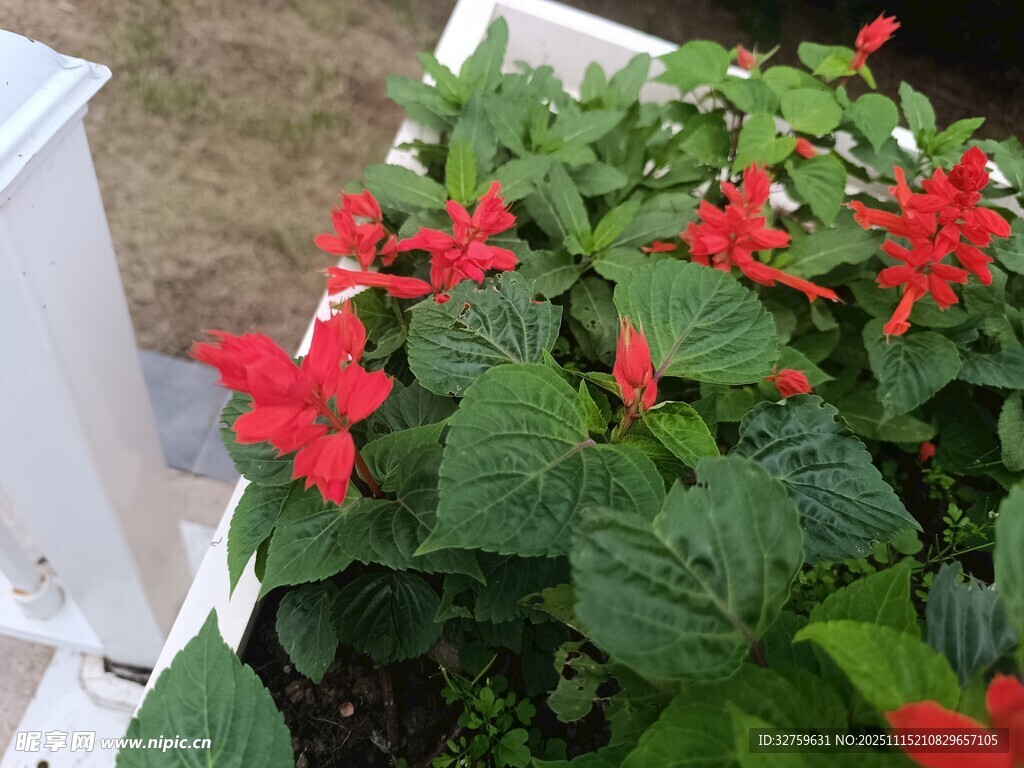 鲜艳红花朵与绿叶盆栽