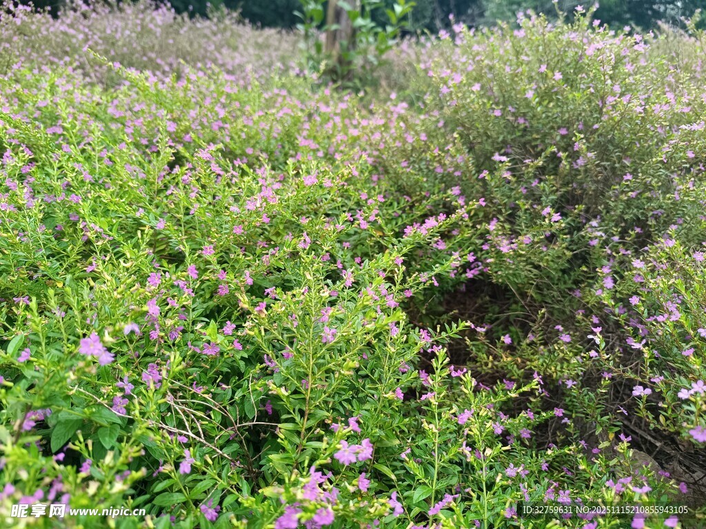 繁茂花草丛景