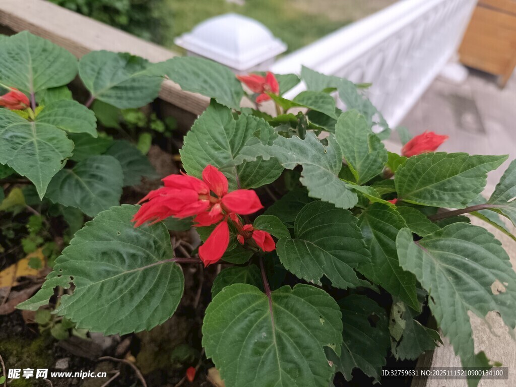 红色花卉绿植盆栽特写