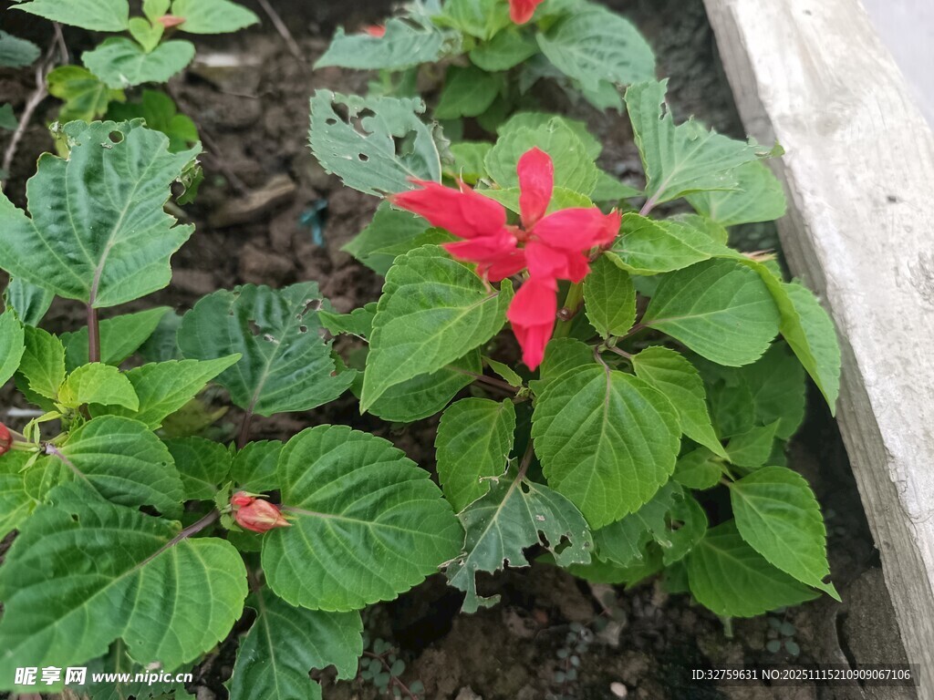 绿叶丛中娇艳红花朵