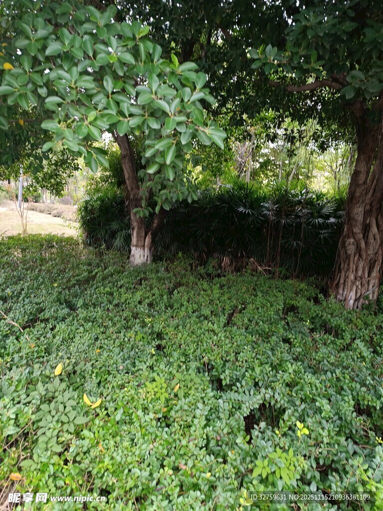 绿意盎然的林下植物景观