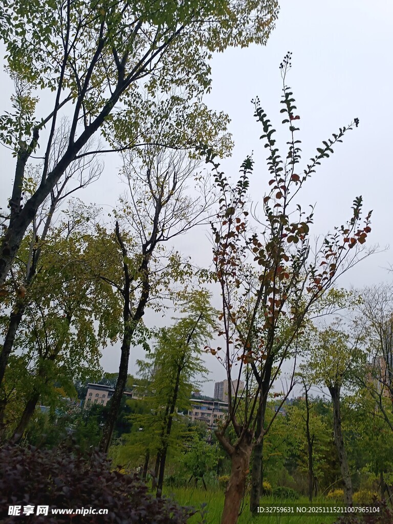 春日树林中的繁茂树木