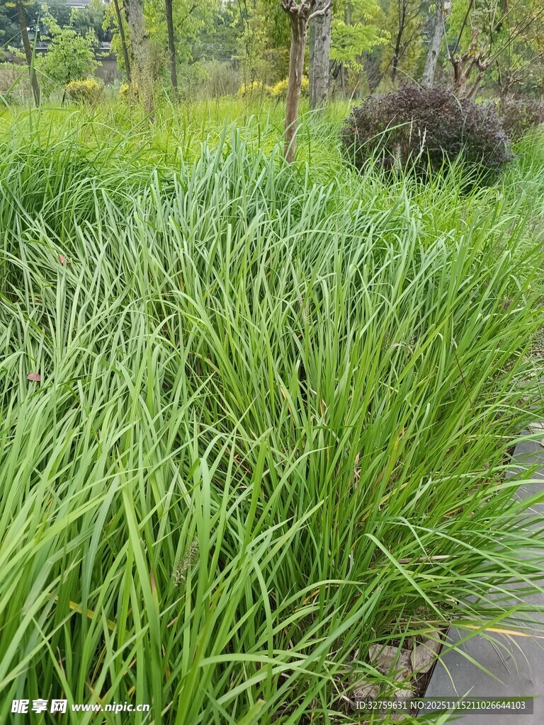 翠绿草丛中的清新景致