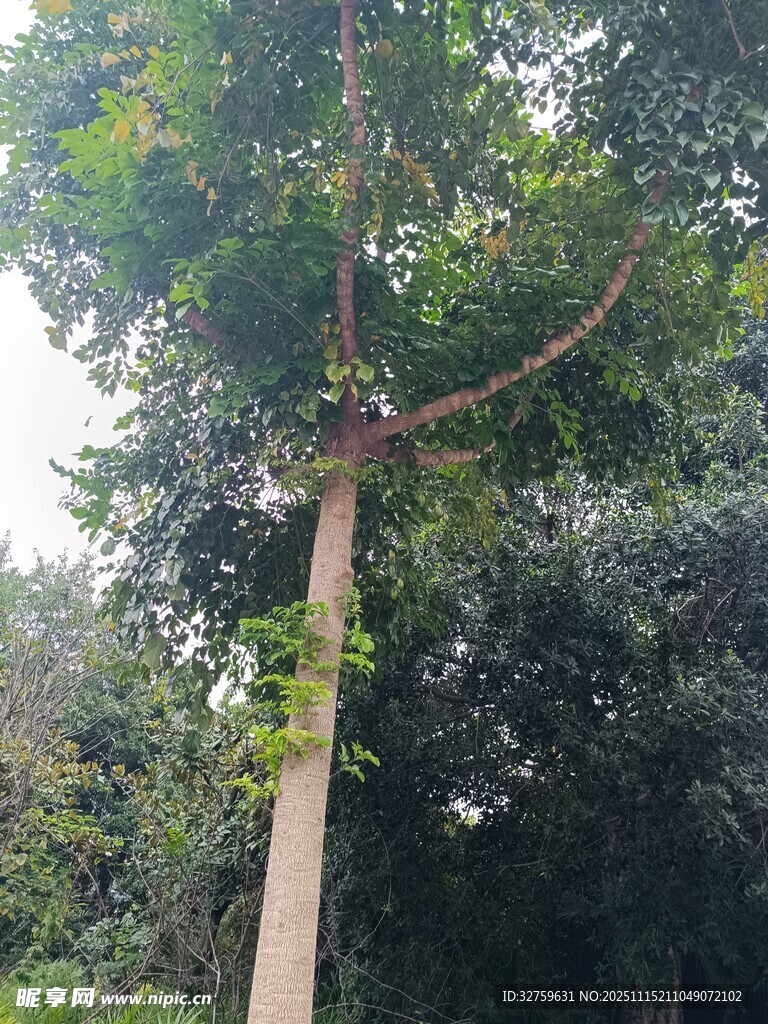 高大挺拔的树木