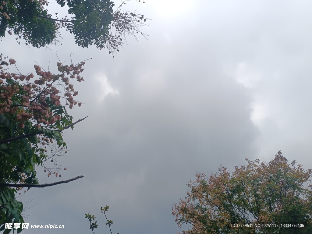 阴天树林树梢景象