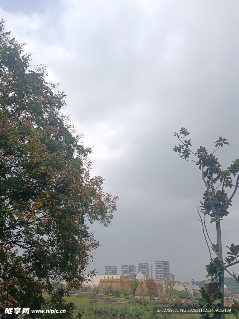 阴天城市边的树木景观