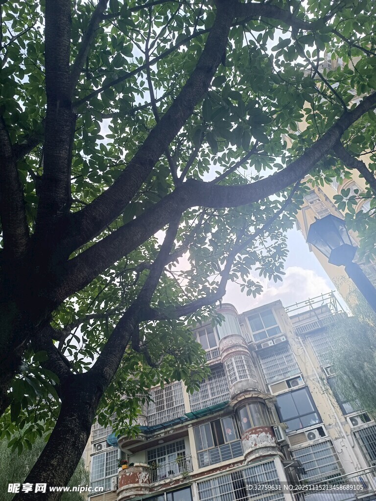 透过枝叶看后方建筑