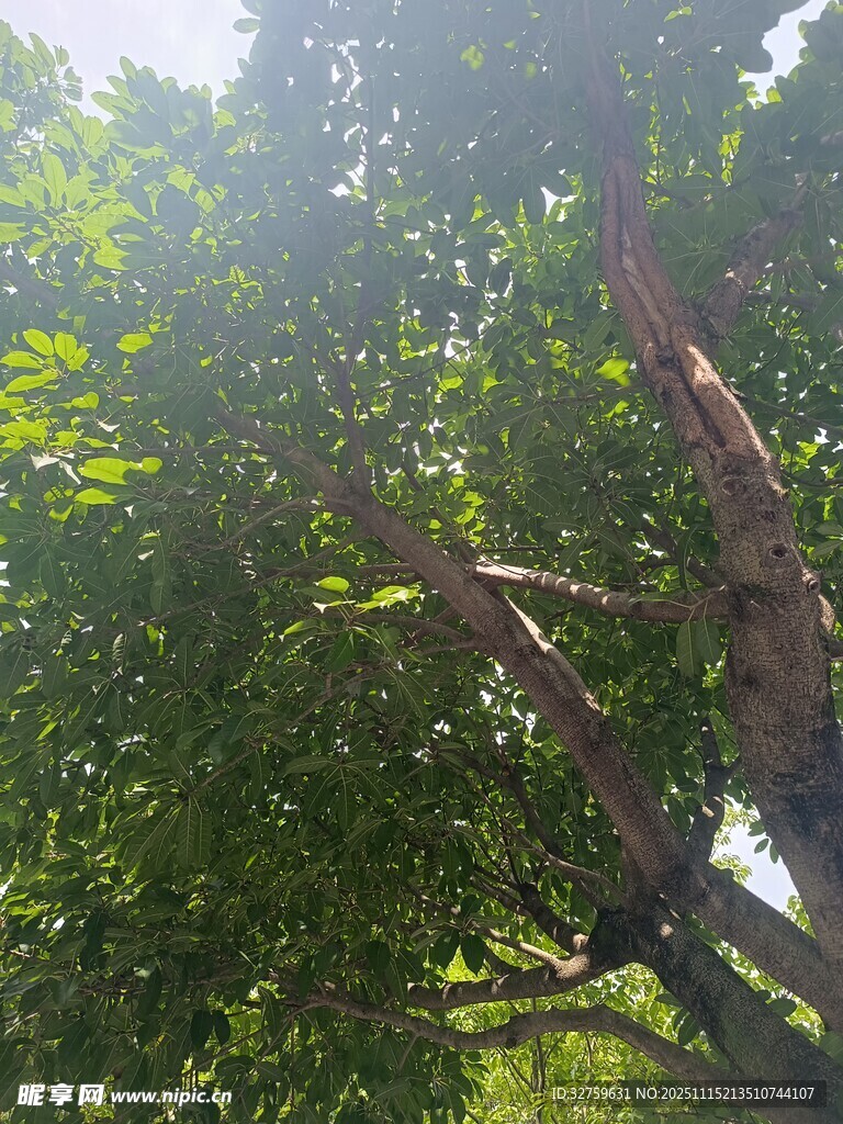 阳光照耀下的繁茂绿树