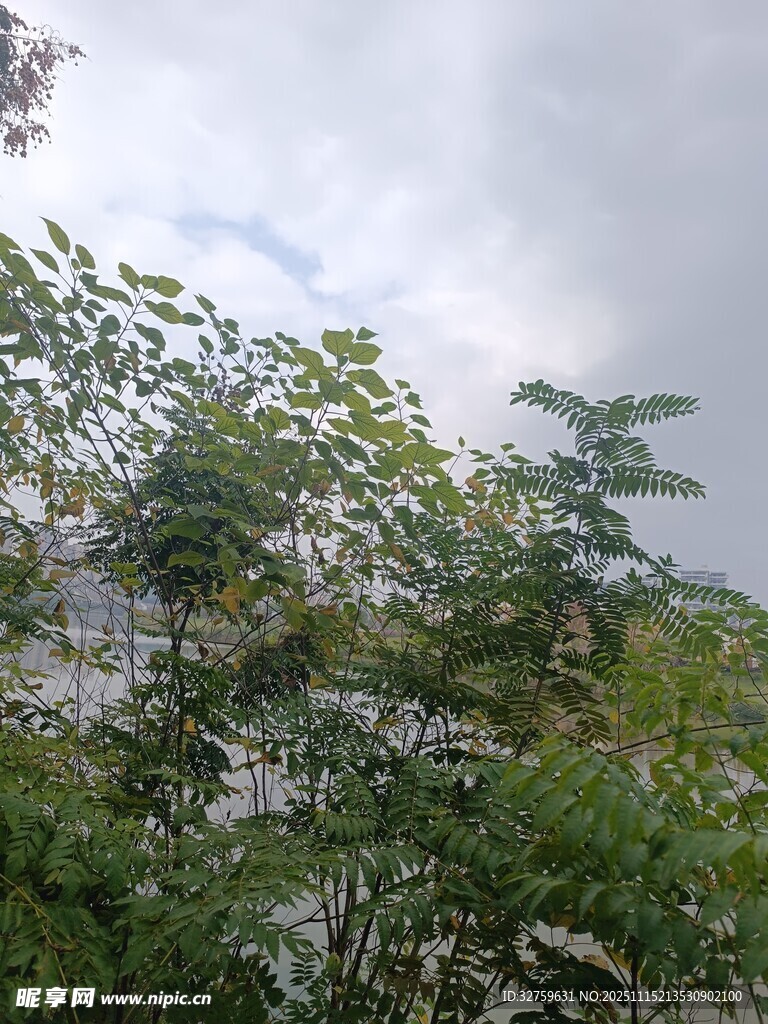 枝叶繁茂的绿植景观