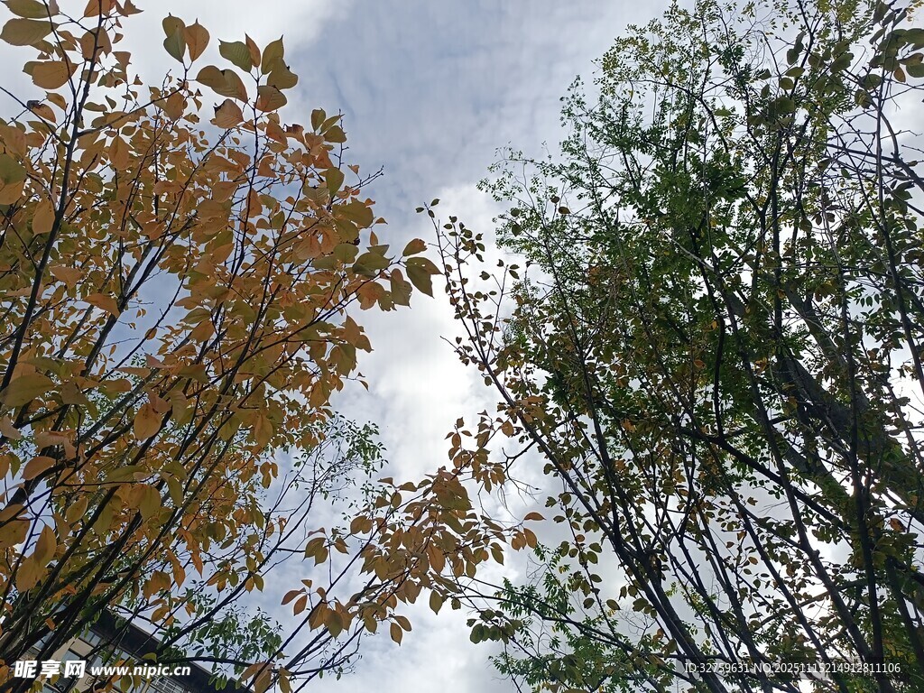 秋日仰拍多彩树木景观