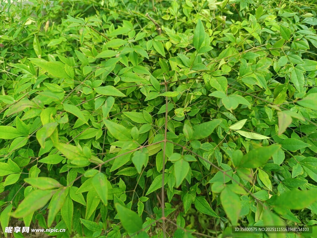 翠绿繁茂的植物景观