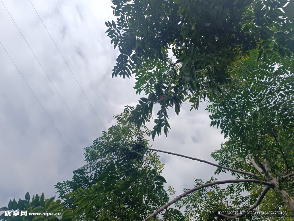 仰视茂密树林与天空