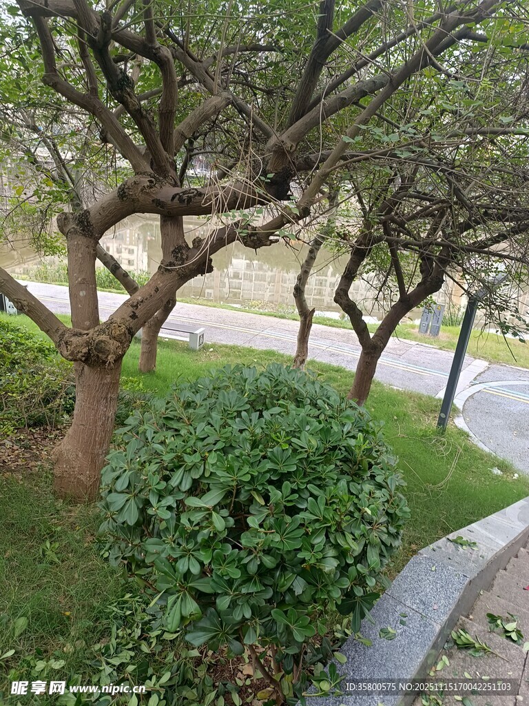 公园小径旁的绿植景观