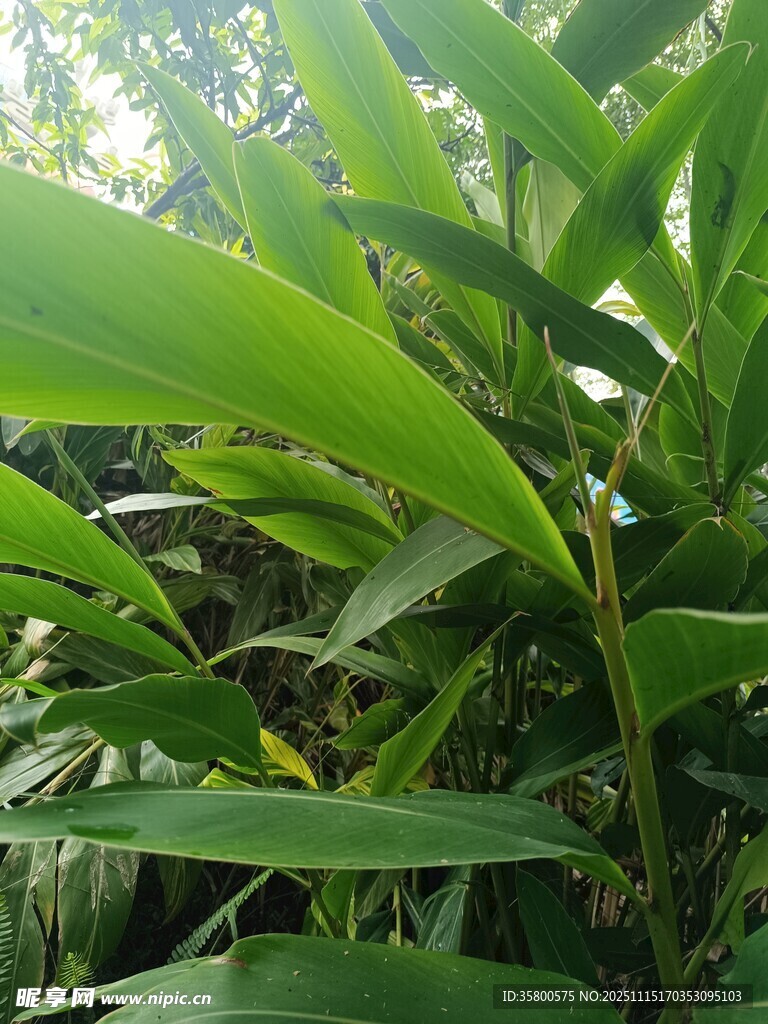 翠绿繁茂的热带植物叶片