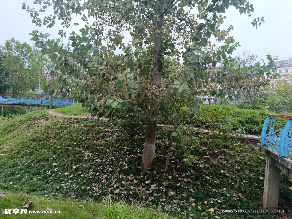 河畔绿树与蓝色桥梁景观