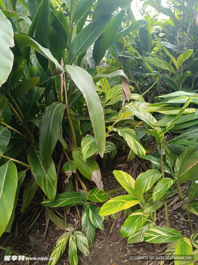 茂密丛林中的绿色植物
