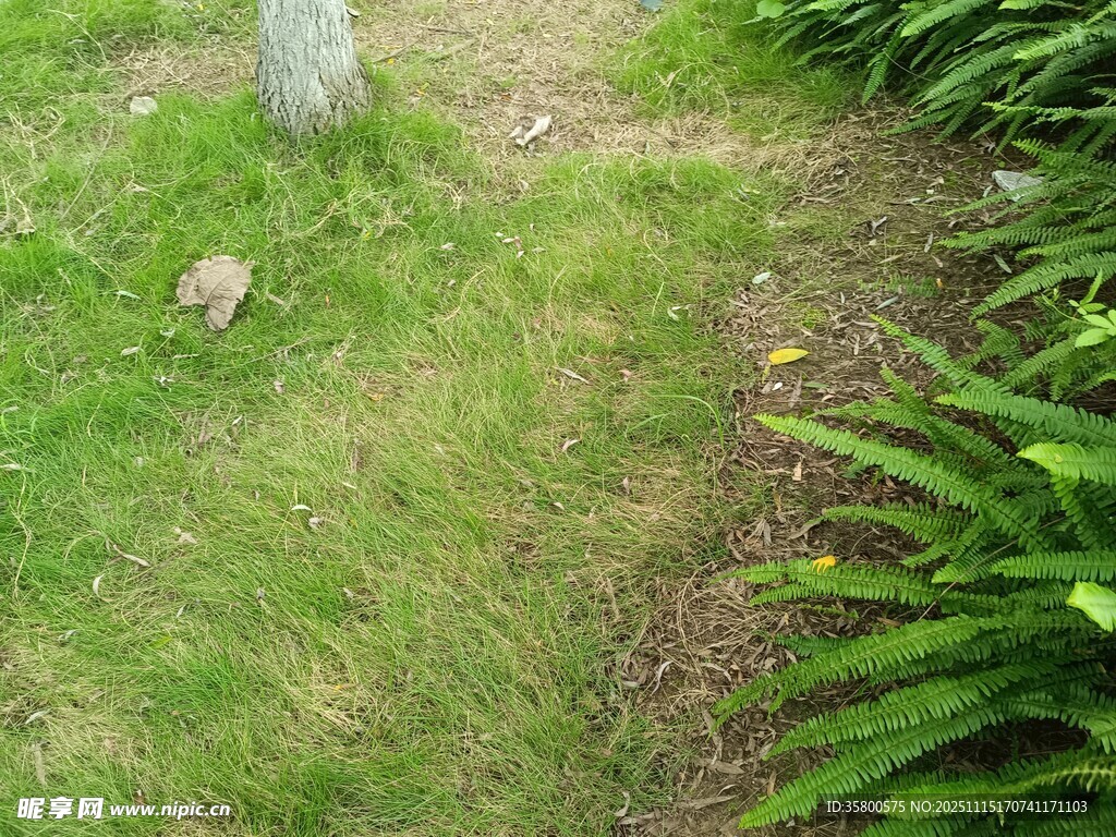 草地边的绿植景观