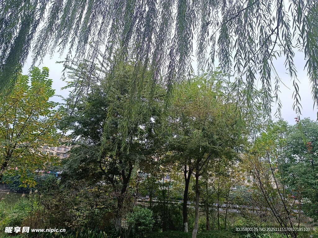 垂柳与绿树的自然景致