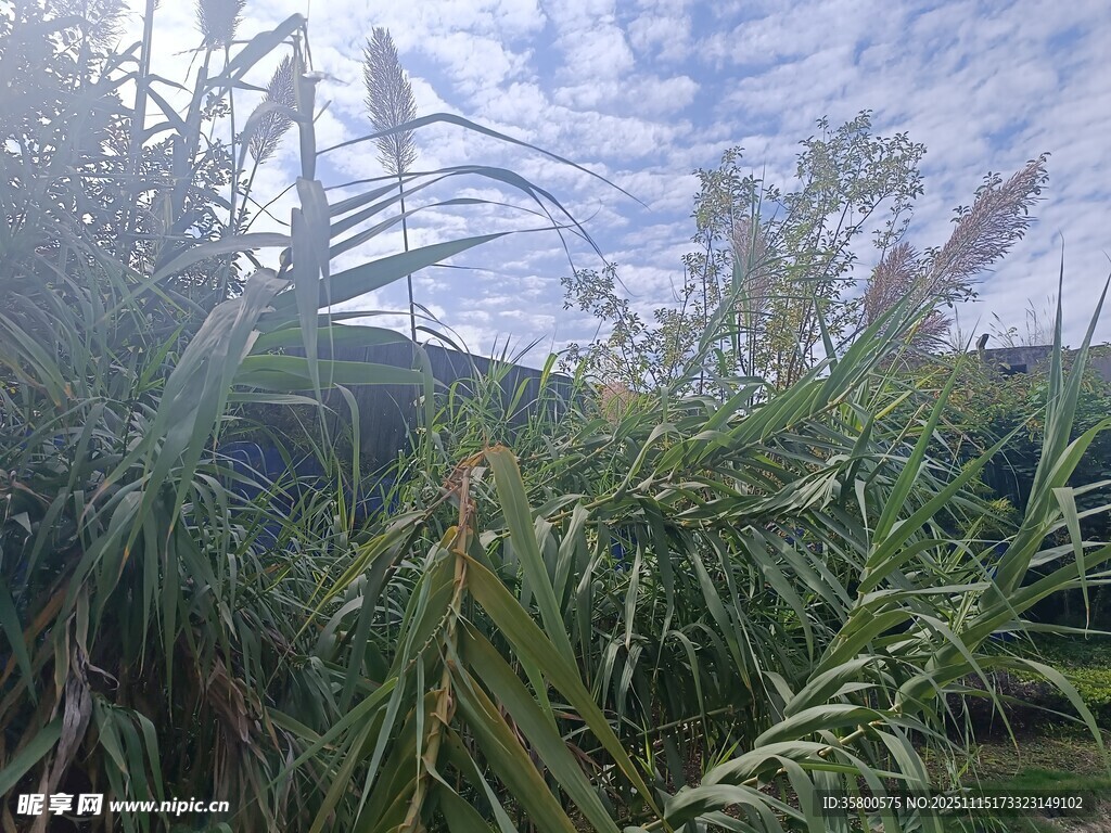 野外繁茂的绿色植物景观