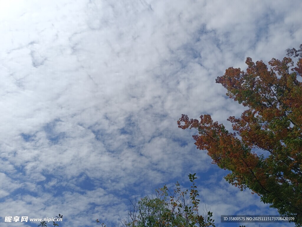 秋日蓝天下的树木与云朵