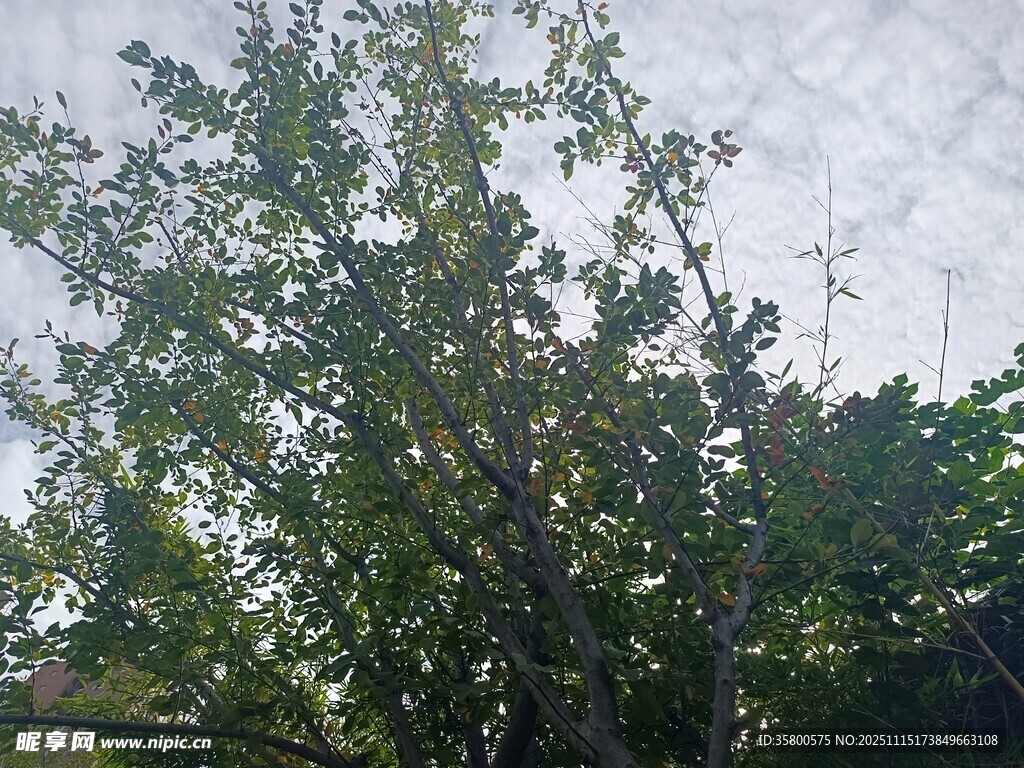 户外繁茂绿树景象